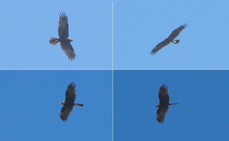 Falco di palude  - Giovanni Fontana