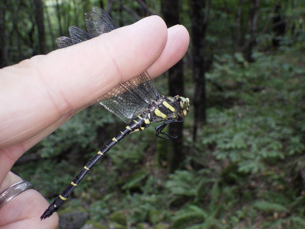 Cordulegaster bidentata  - Fausto Leandri