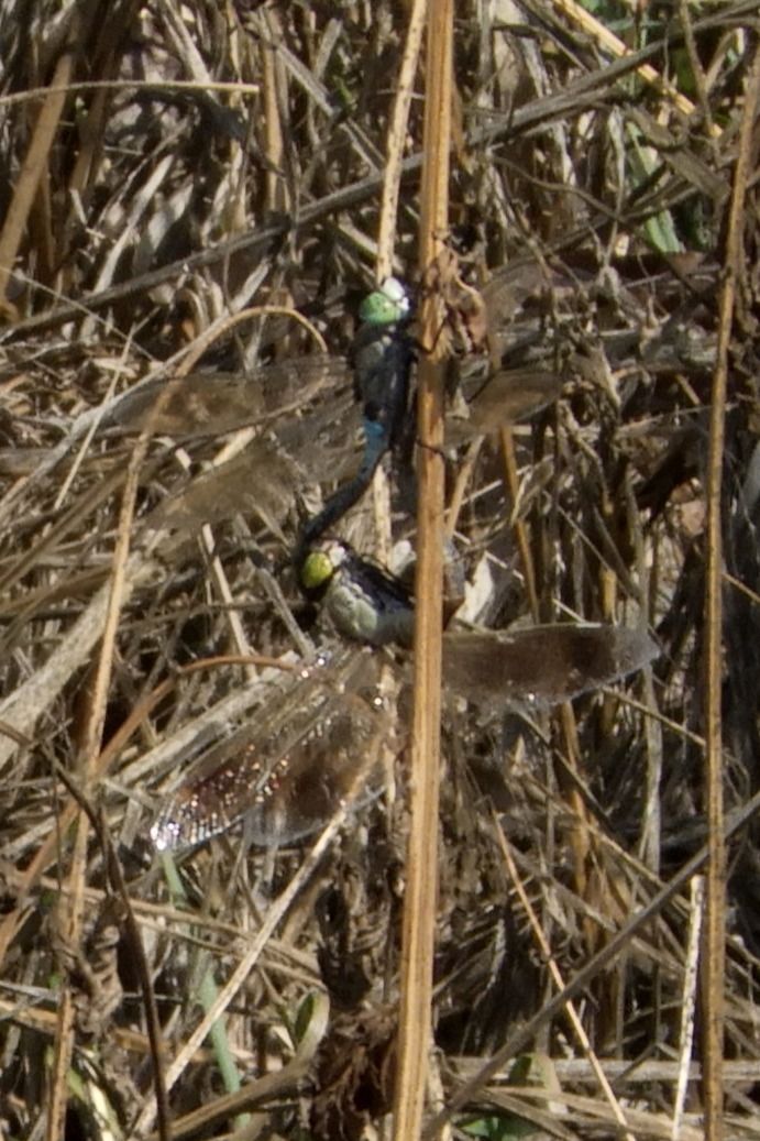 Anax parthenope  - Fausto Leandri