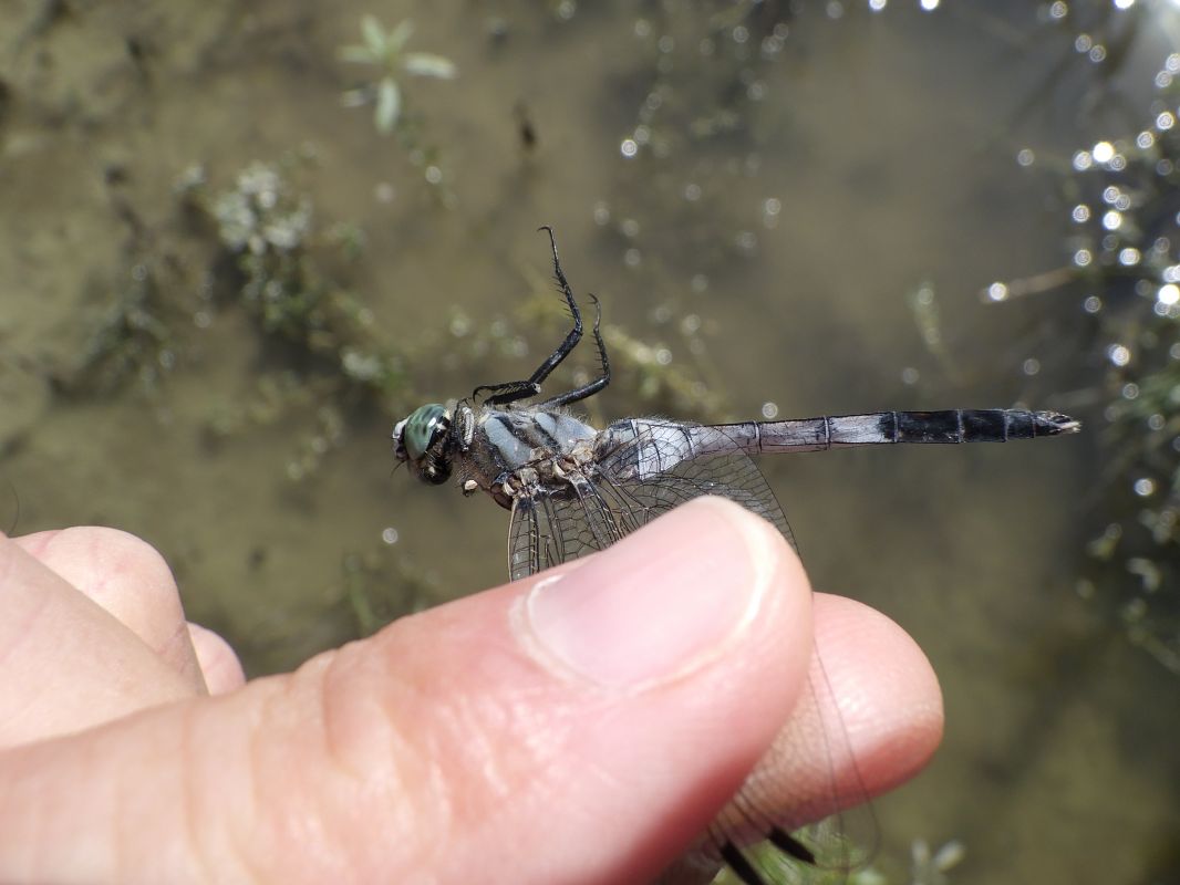 Orthetrum albistylum  - Fausto Leandri
