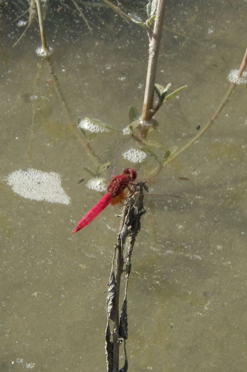 Crocothemis erythraea  - Fausto Leandri