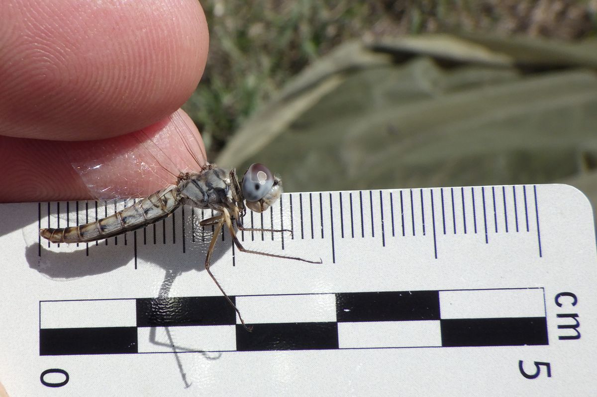 Selysiothemis nigra  - Fausto Leandri