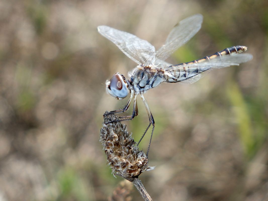Selysiothemis nigra  - Fausto Leandri