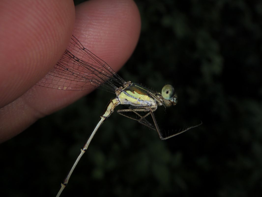 Lestes parvidens  - Fausto Leandri