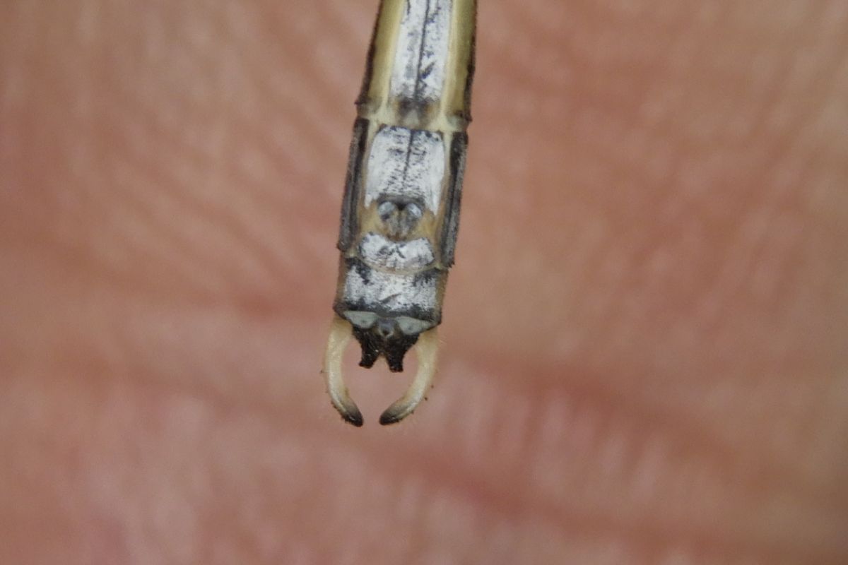 Lestes parvidens  - Fausto Leandri