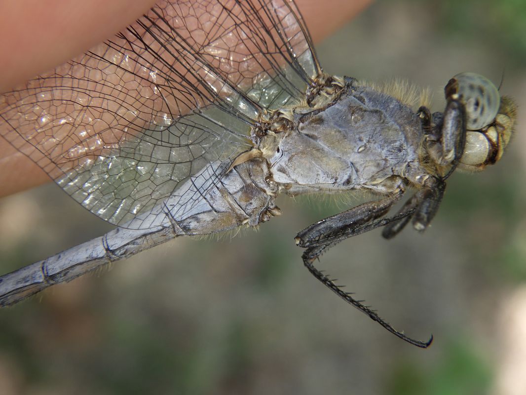 Orthetrum coerulescens  - Fausto Leandri