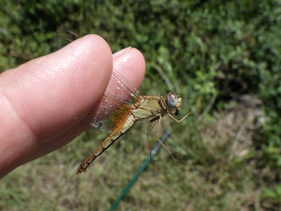 Crocothemis erythraea  - Fausto Leandri