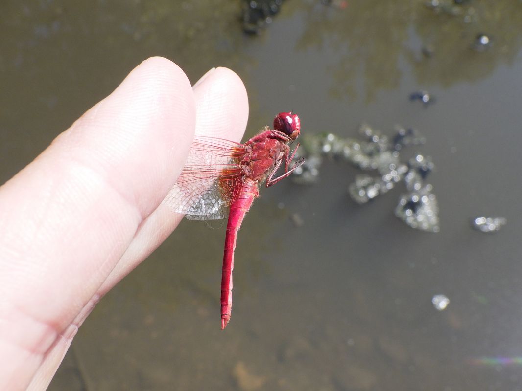 Crocothemis erythraea  - Fausto Leandri