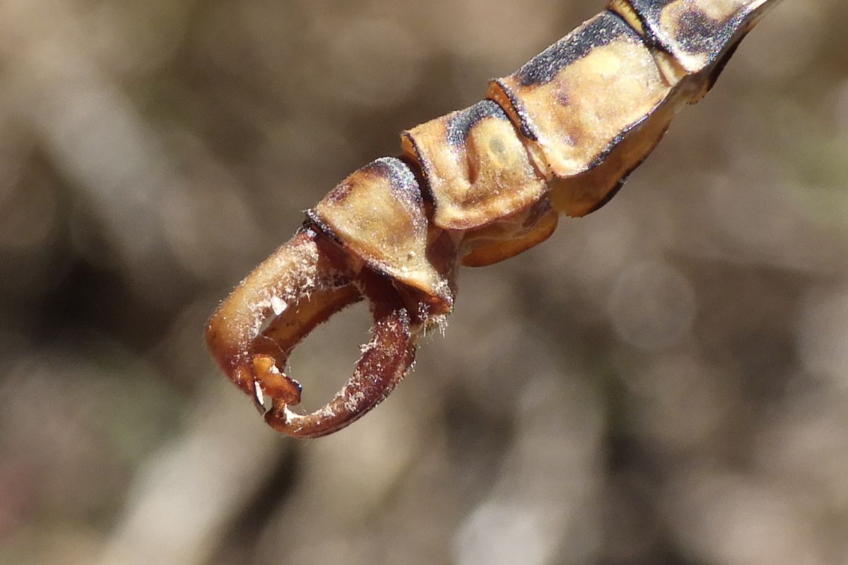 Onychogomphus forcipatus  - Fausto Leandri