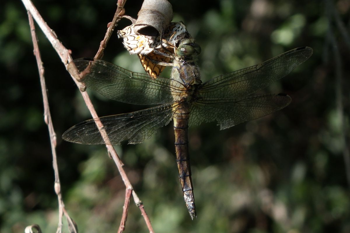 Orthetrum cancellatum  - Fausto Leandri