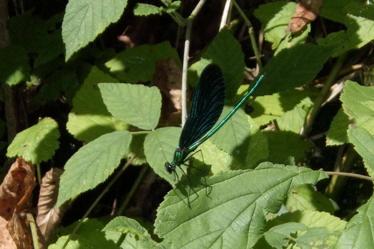 Calopteryx virgo  - Fausto Leandri