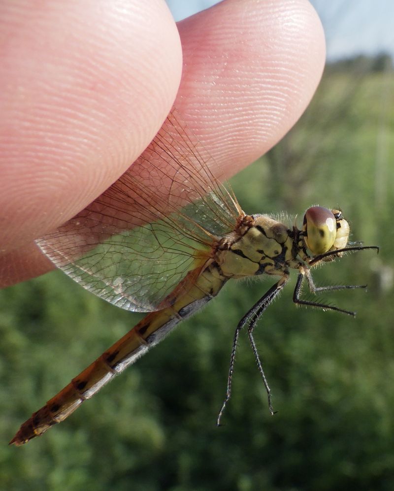Sympetrum depressiusculum  - Fausto Leandri