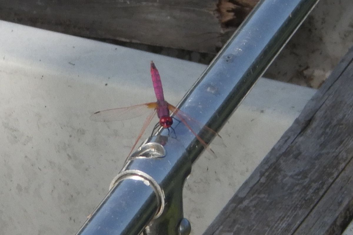 Trithemis annulata  - Fausto Leandri