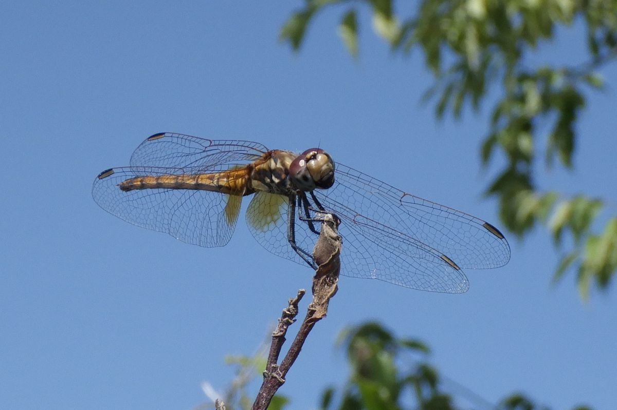 Trithemis annulata  - Fausto Leandri