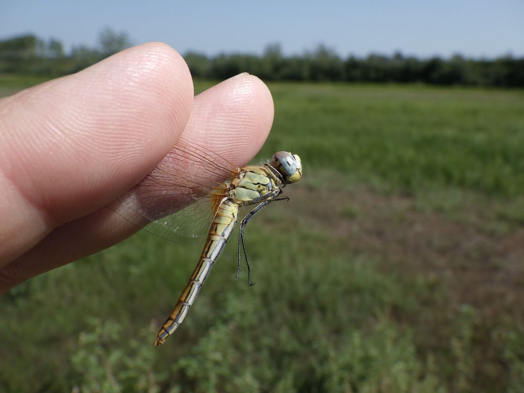 Sympetrum fonscolombei  - Fausto Leandri