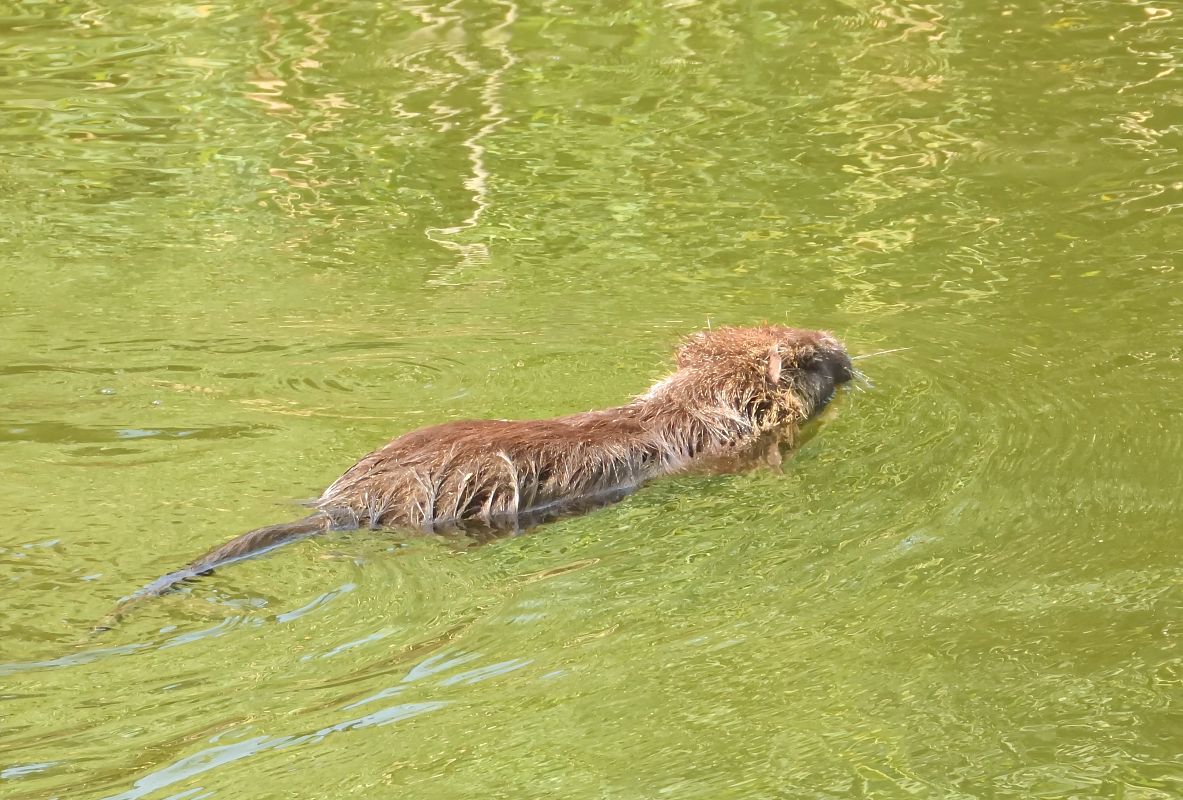 Nutria  - Paolo Deimichei