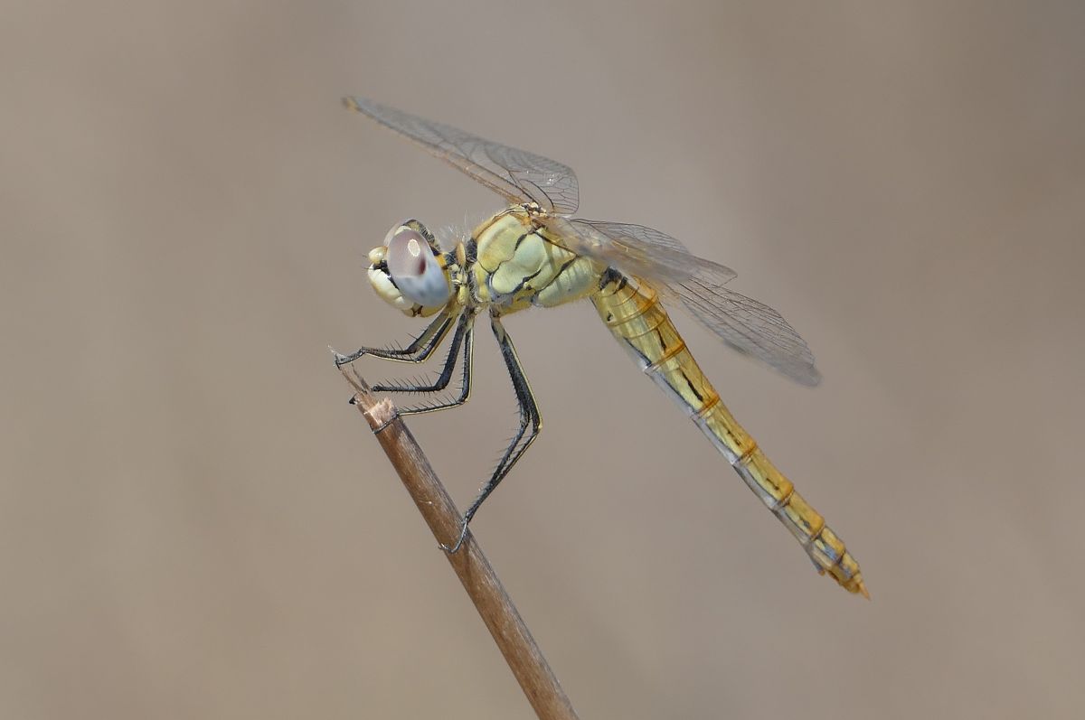Sympetrum fonscolombei  - Thierry Bara