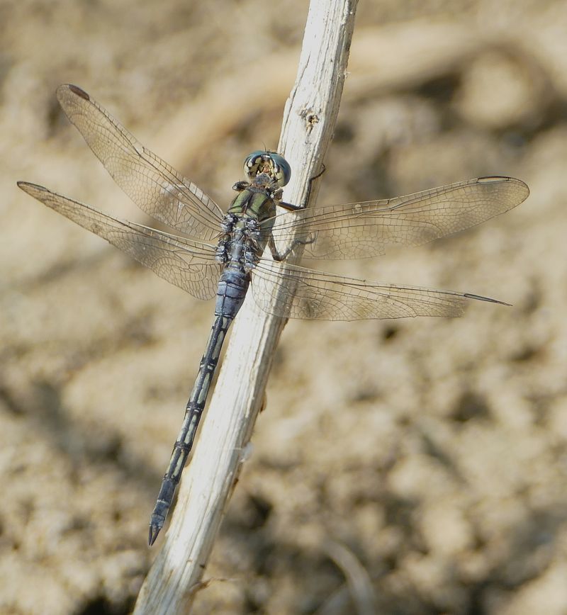 Orthetrum trinacria  - Thierry Bara