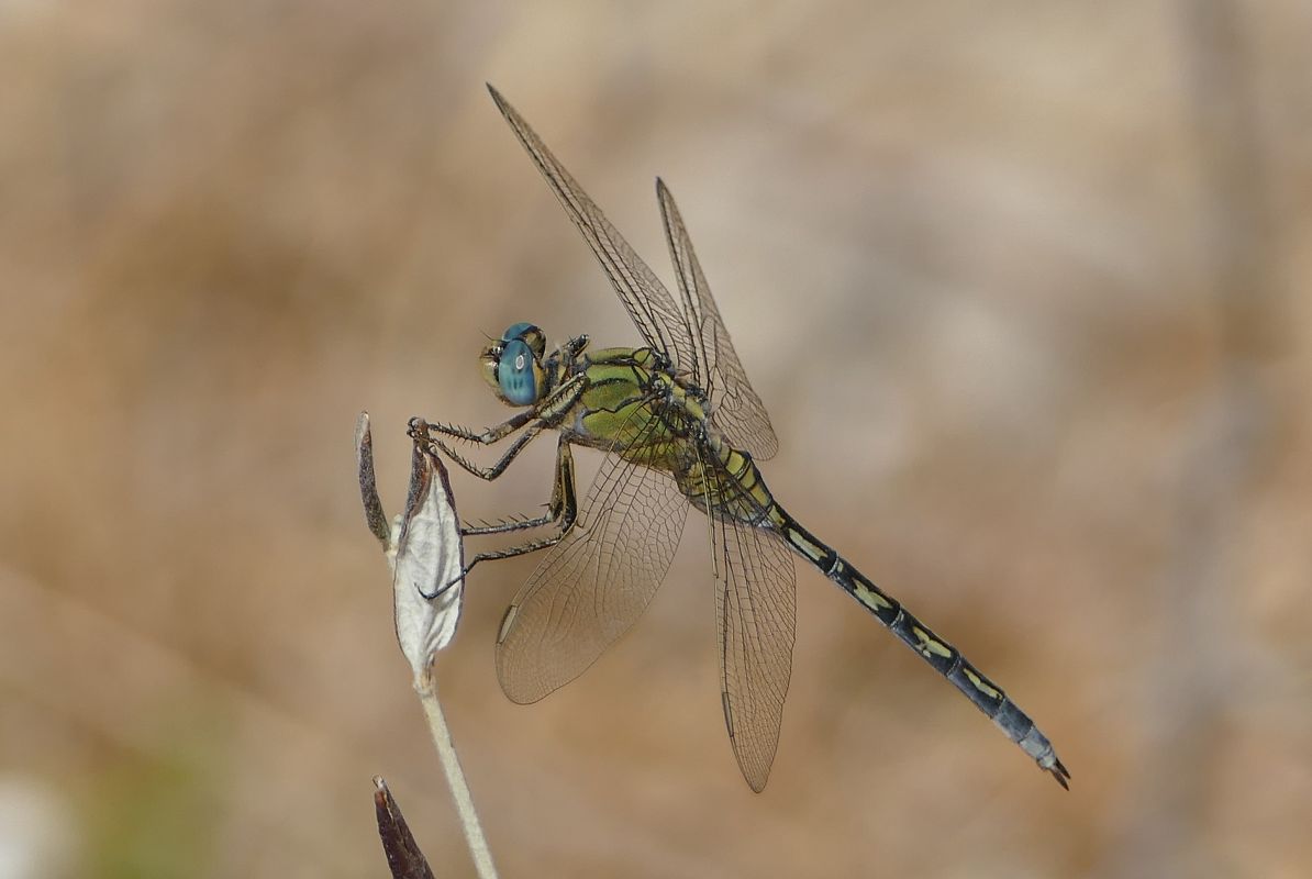 Orthetrum trinacria  - Thierry Bara