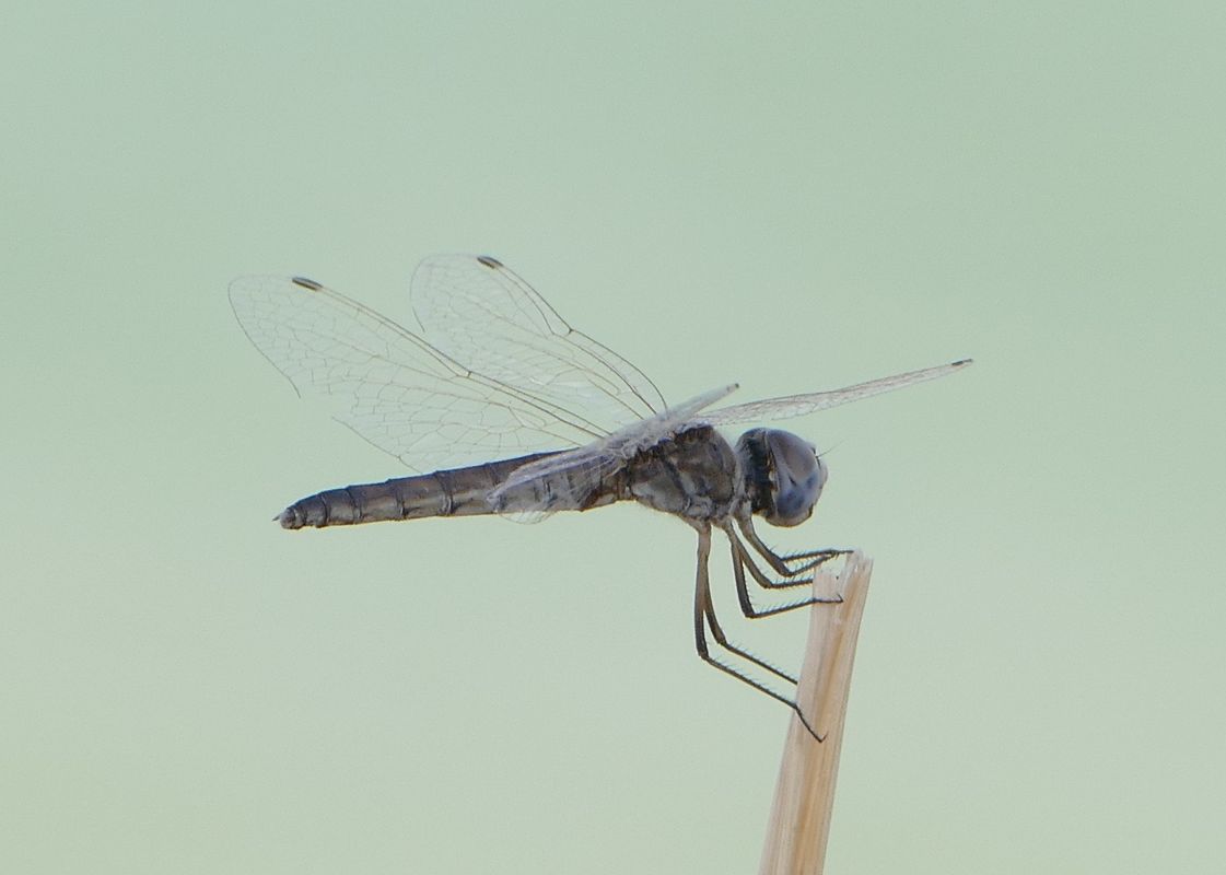 Selysiothemis nigra  - Thierry Bara