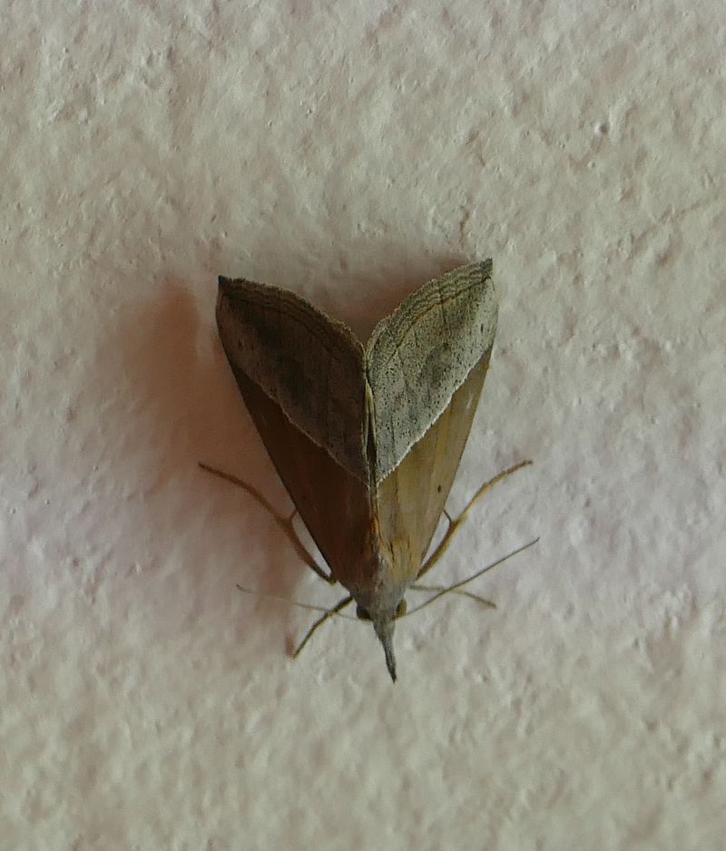 Hypena lividalis  - Thierry Bara