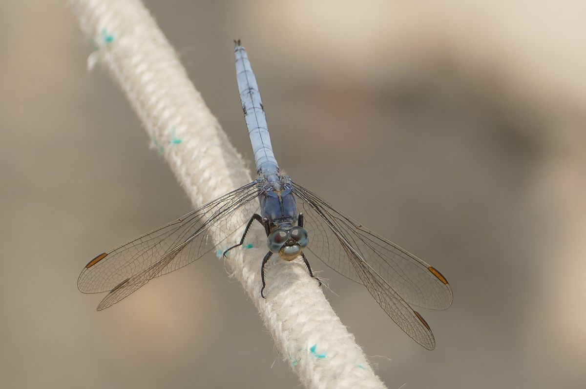 Orthetrum coerulescens  - Thierry Bara