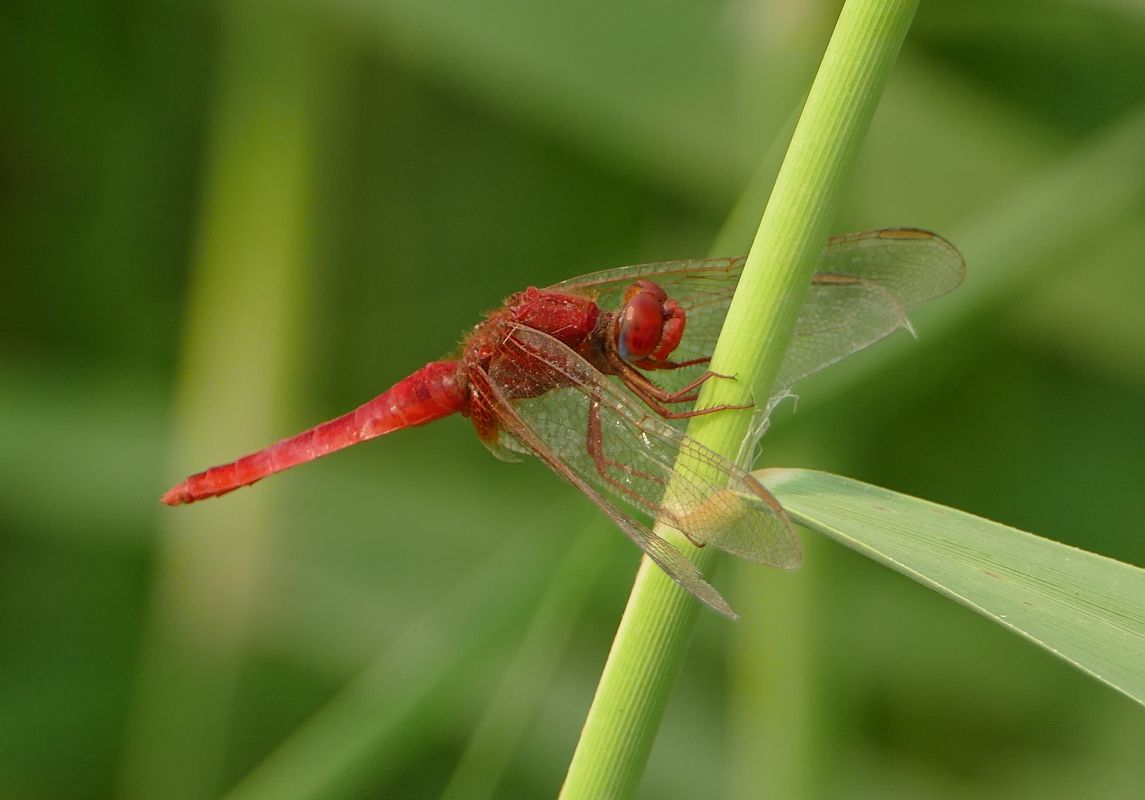 Crocothemis erythraea  - Thierry Bara