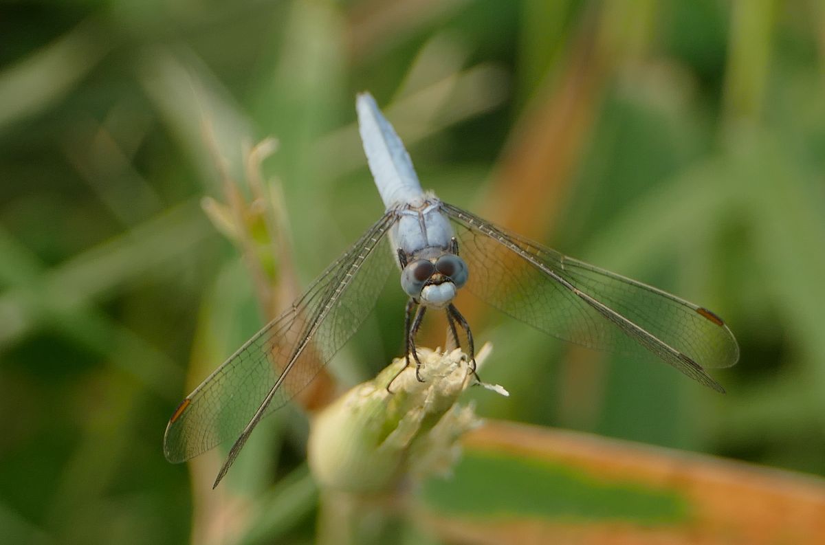 Orthetrum brunneum  - Thierry Bara