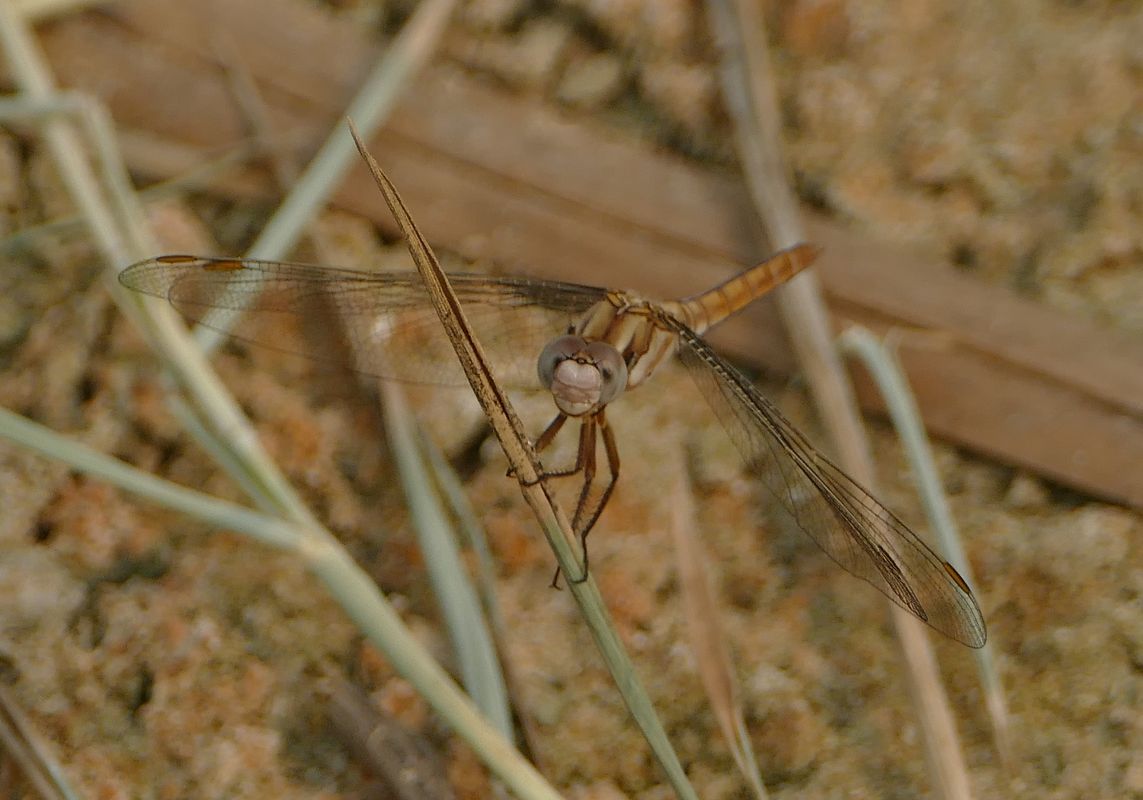 Orthetrum brunneum  - Thierry Bara