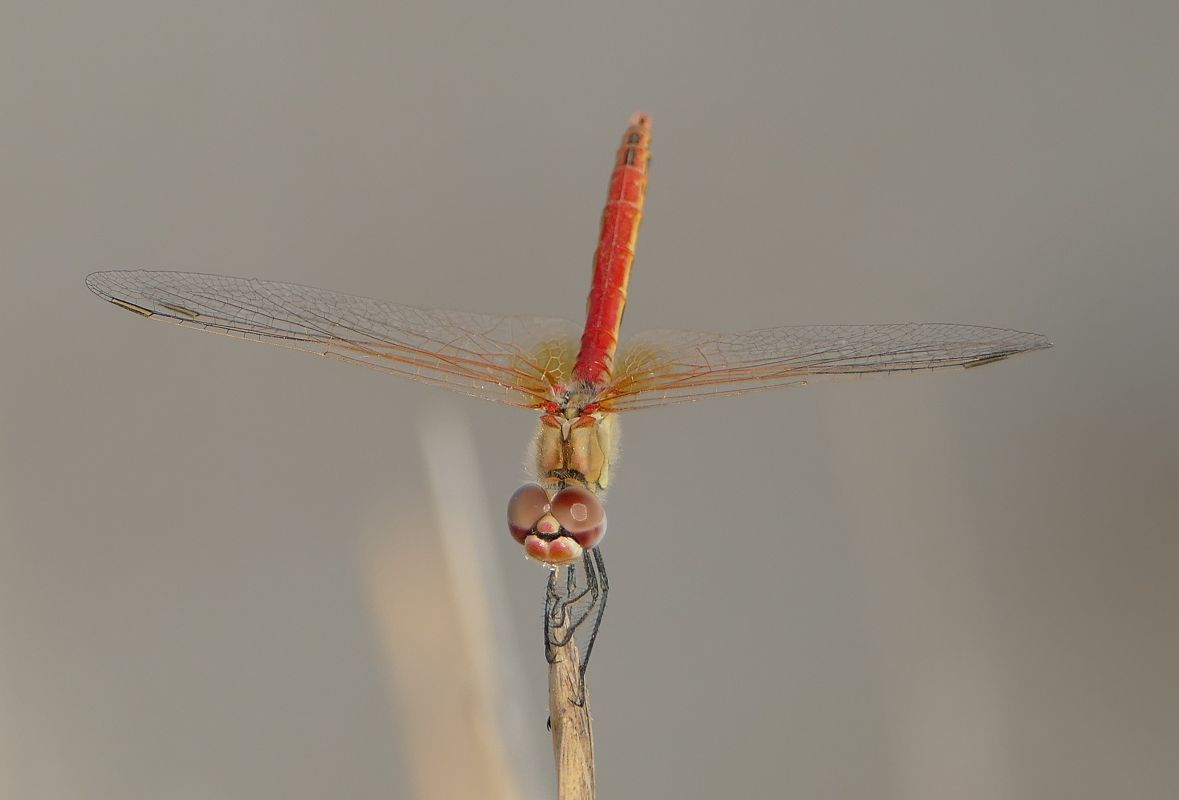 Sympetrum fonscolombei  - Thierry Bara