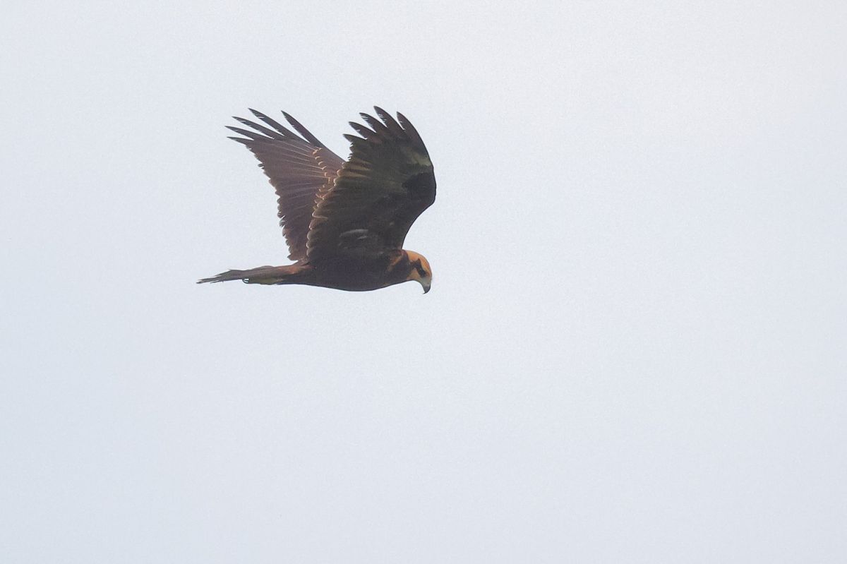 Falco di palude  - Fabio Moretto