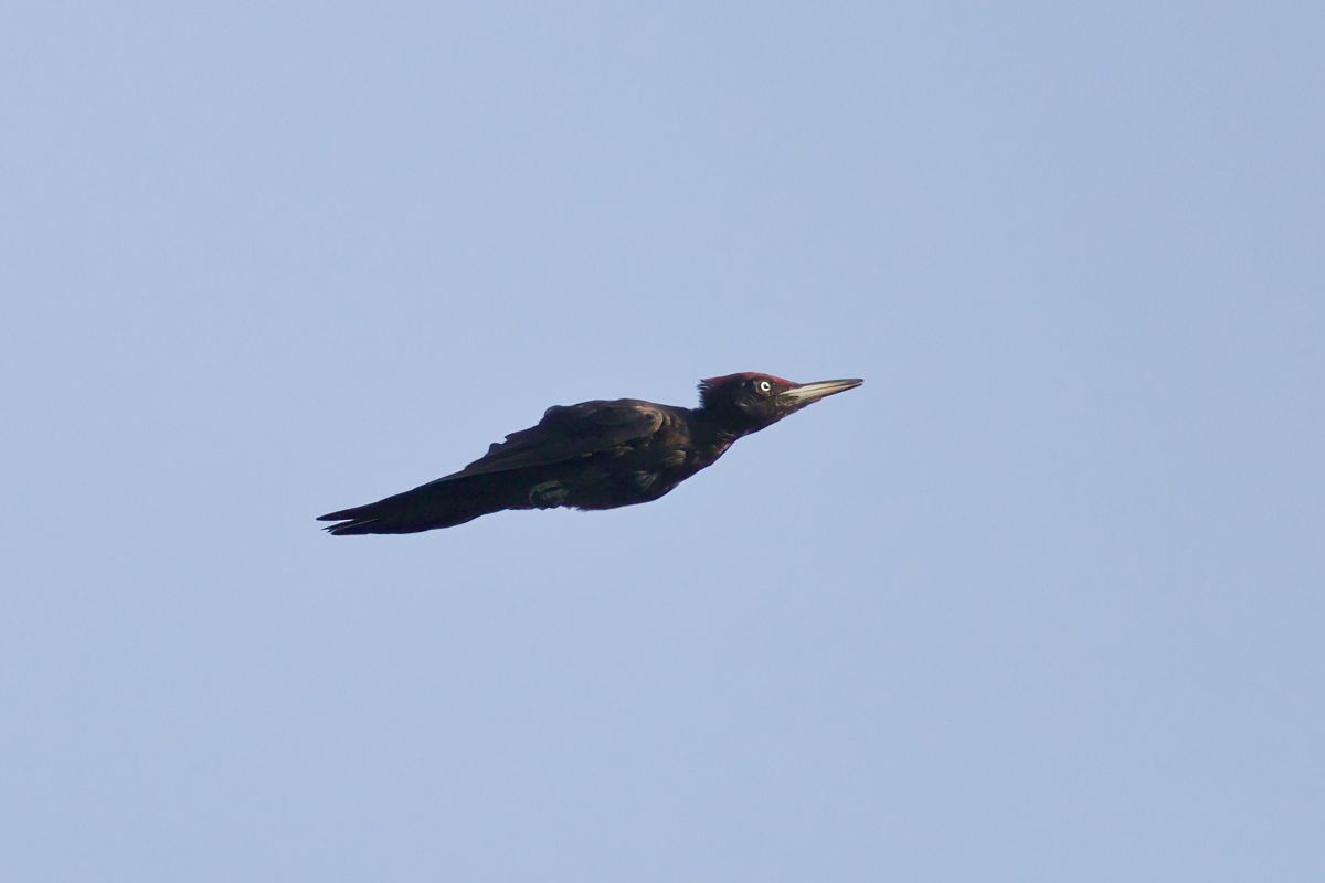 Black Woodpecker  - Luca Giussani