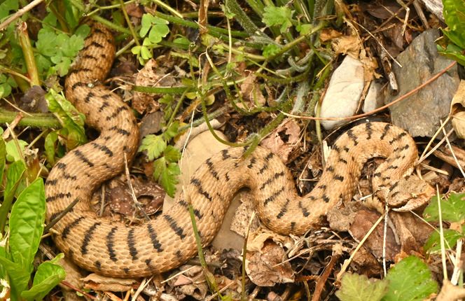 Vipera comune  - Monique & Rémi Taïb-Fonters
