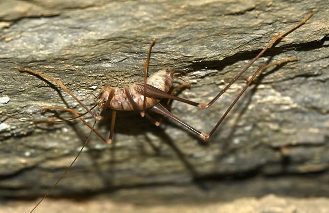 Dolichopoda sp.  - Monique & Rémi Taïb-Fonters