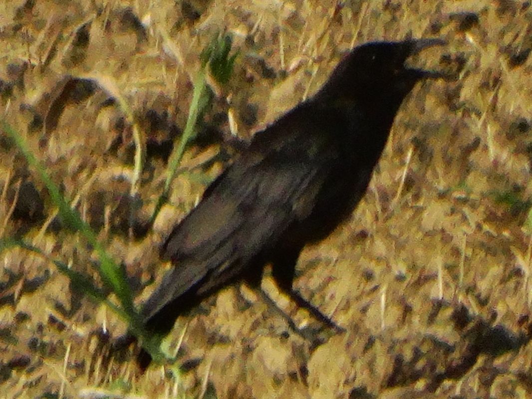 Cornacchia nera  - Ivano Caldon
