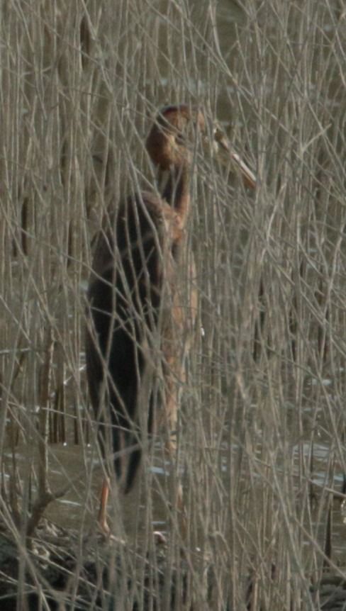 Purple Heron  - Vito Giovanni Santantonio