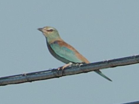 European Roller  - Vito Giovanni Santantonio