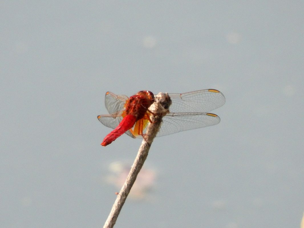 Crocothemis erythraea  - Giovanni Boano