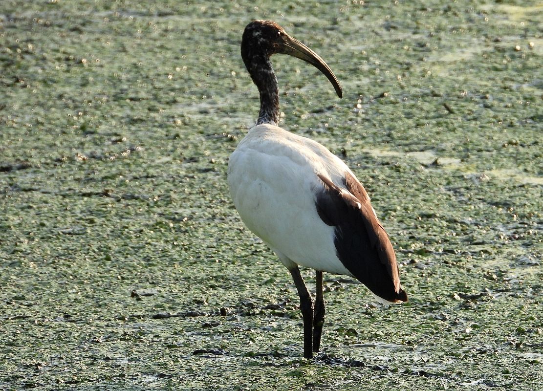 Ibis sacro  - Giovanni Boano