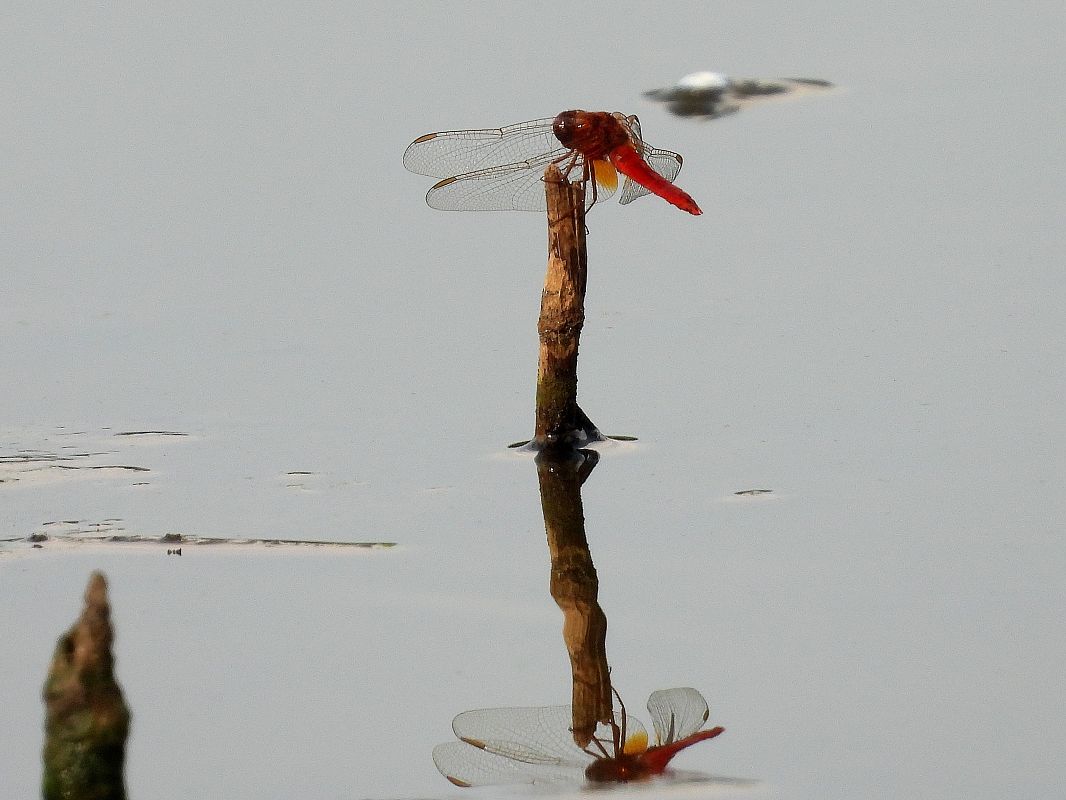 Crocothemis erythraea  - Giovanni Boano
