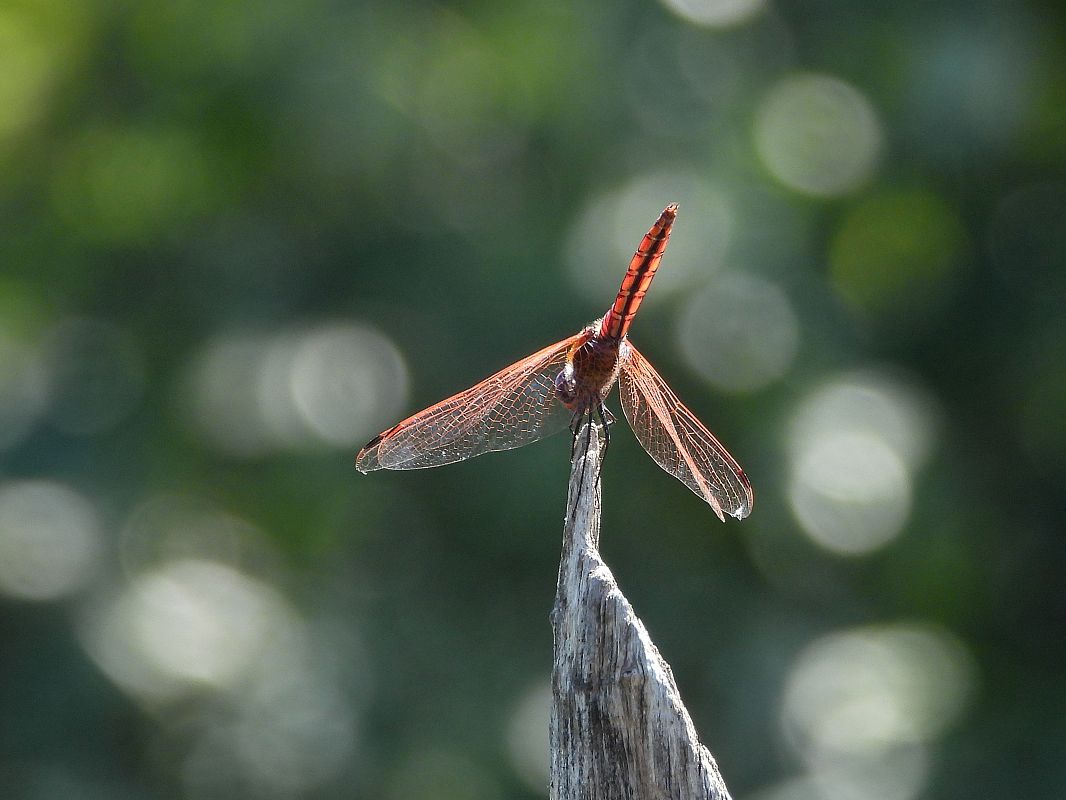 Trithemis annulata  - Giovanni Boano