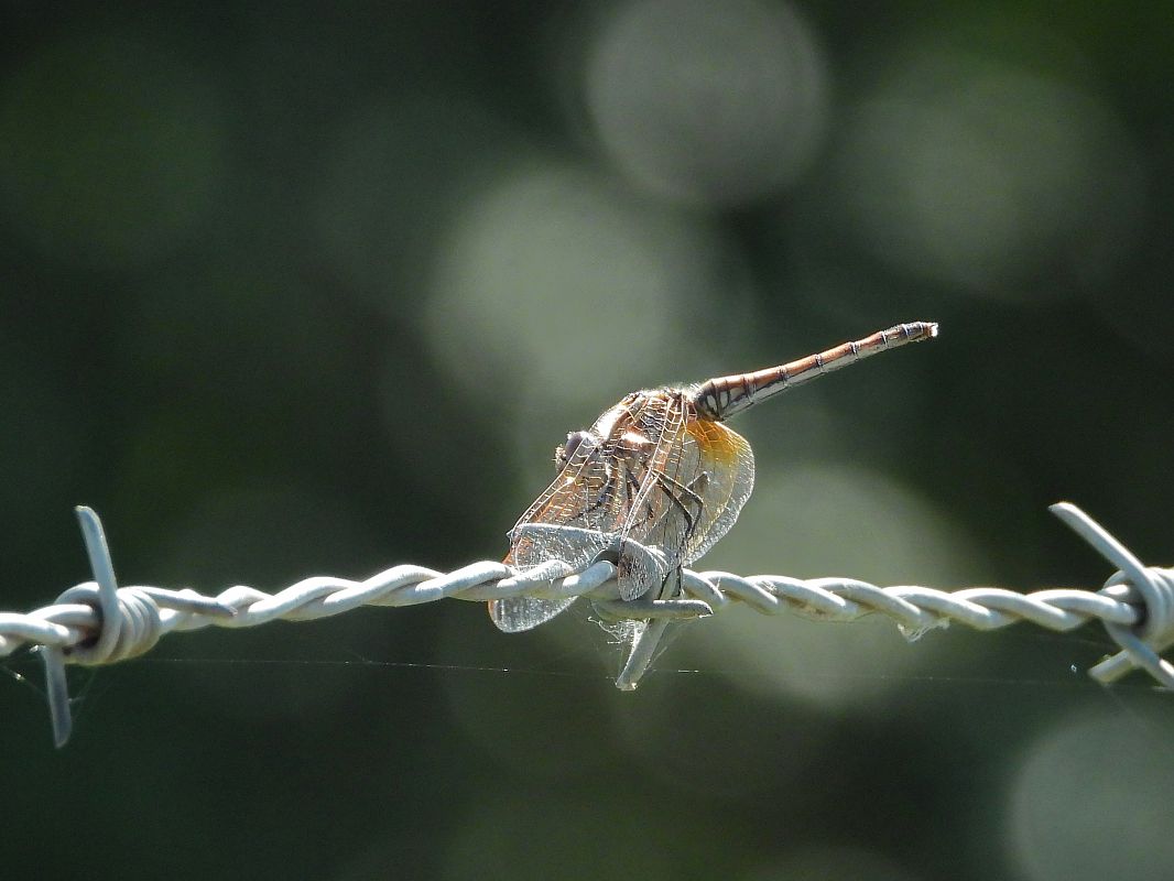 Trithemis annulata  - Giovanni Boano