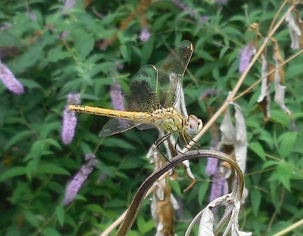 Sympetrum fonscolombei  - Elvire Laurens