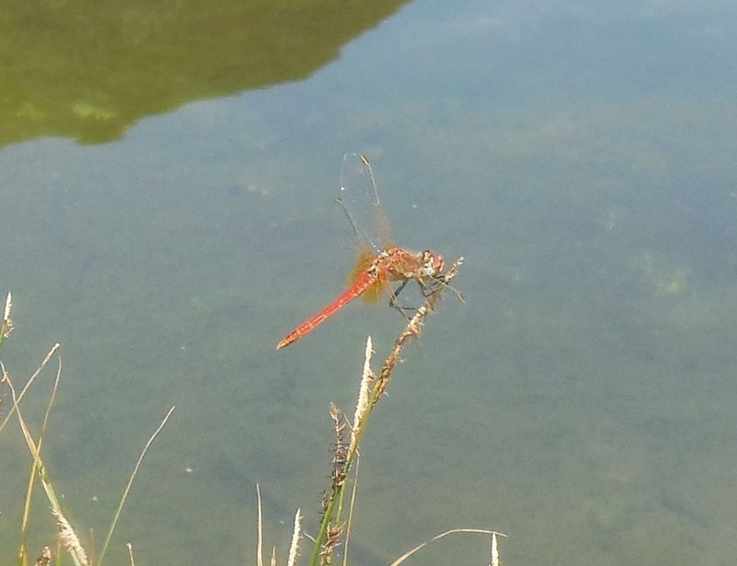 Sympetrum fonscolombei  - Elvire Laurens