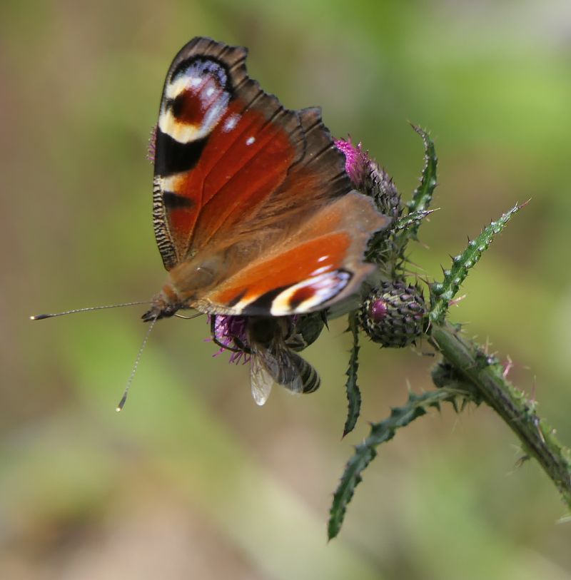 Aglais io  - Fabio Angeli