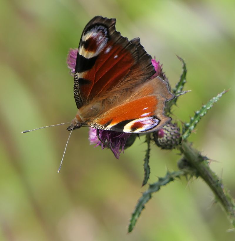 Aglais io  - Fabio Angeli