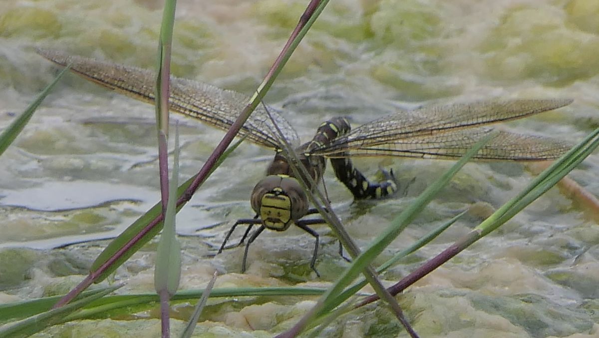 Aeshna juncea  - Fabio Angeli