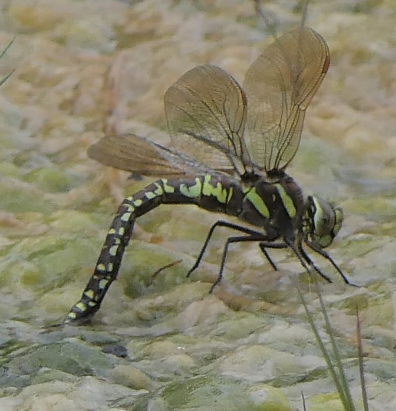 Aeshna juncea  - Fabio Angeli