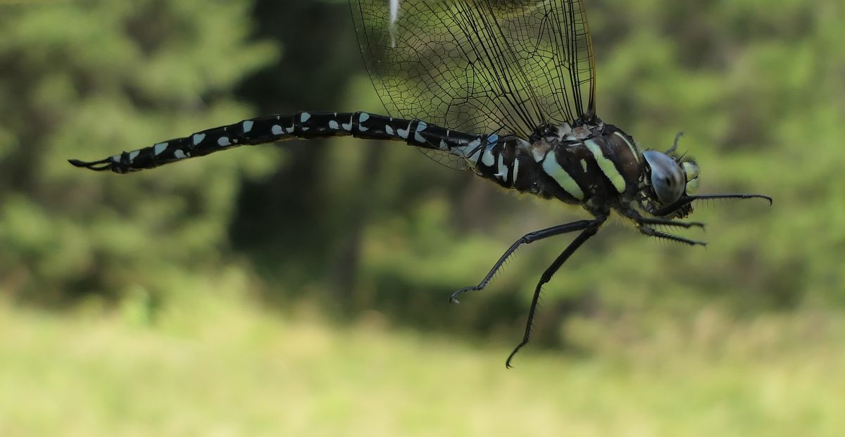 Aeshna juncea  - Fabio Angeli