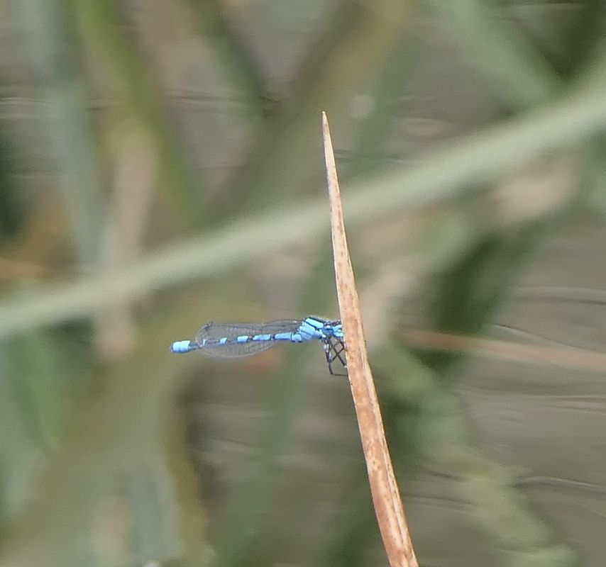 Enallagma cyathigerum  - Fabio Angeli